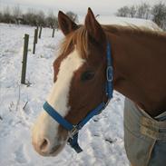 Hollandsk Sportspony Patser (Charlie)