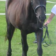 Dansk Varmblod Cypresgårdens Bergwacht