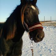 Welsh Cob (sec D) Petersgaards Louisianna