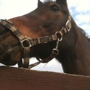 Anden særlig race Winston  *Gammel part*