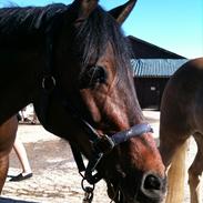 Anden særlig race Winston  *Gammel part*