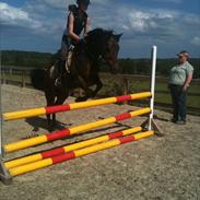 Anden særlig race Winston  *Gammel part*