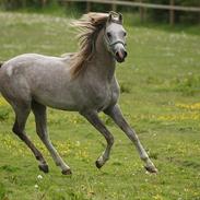 Arabisk fuldblod (OX) Ghadir Ibn Jayyid