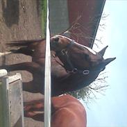 Anden særlig race tamara