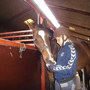 Anden særlig race tamara