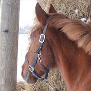 Anden særlig race molly