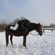 Anden særlig race molly