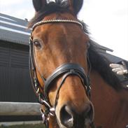 Dansk Varmblod Fanelli