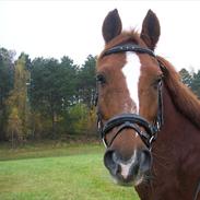 DSP  firhøjs Pernod <3