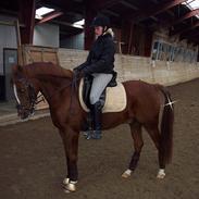 DSP  firhøjs Pernod <3