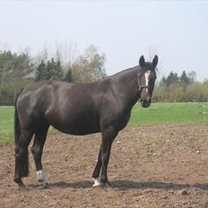 Dansk Varmblod Lotus Bramdal