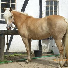 Haflinger Ferrari Bakkely
