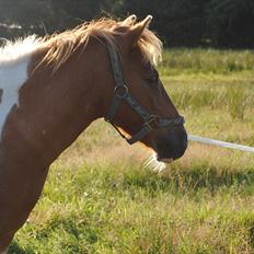 Anden særlig race Mexen
