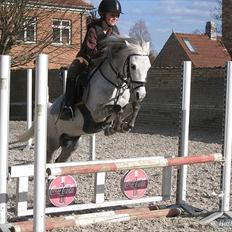 Welsh Mountain (sec A) Elvis Pony 