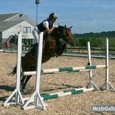 Hollandsk Sportspony SUZE B-PONY