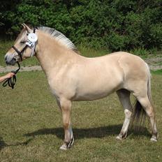 Fjordhest Troya Mosgaard
