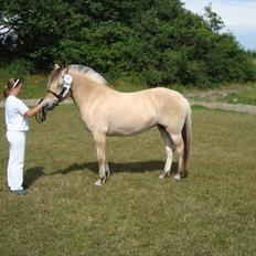 Fjordhest Troya Mosgaard