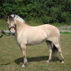 Fjordhest Troya Mosgaard