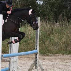 DSP Buegårds Saturn Solgt :'(