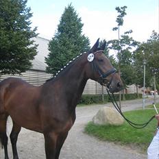 Dansk Varmblod Buegårds Venus solgt :'(