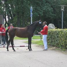Dansk Varmblod Buegårds Venus solgt :'(