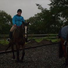 Dansk Varmblod Minelli