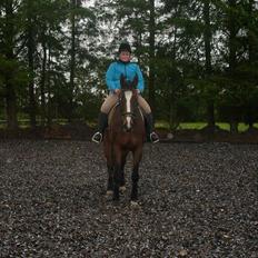 Dansk Varmblod Minelli