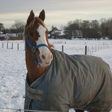 Hollandsk Sportspony Patser (Charlie)