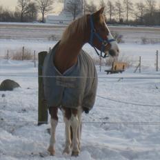 Hollandsk Sportspony Patser (Charlie)