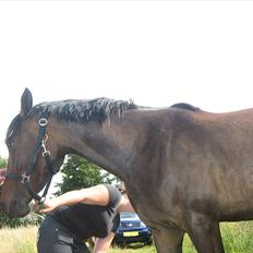 Anden særlig race Adelaide