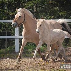 Fjordhest R. Hyracint (Solgt)
