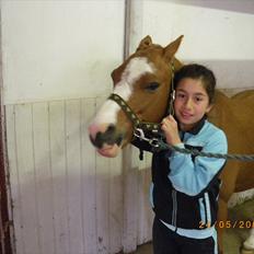 Welsh Pony (sec B) bubbly