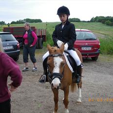 Welsh Pony (sec B) bubbly