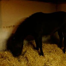 Welsh Cob (sec D) Petersgaards Louisianna