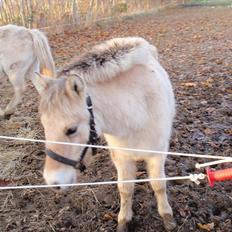 Fjordhest Oblings Belicimo