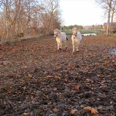 Fjordhest Oblings Belicimo