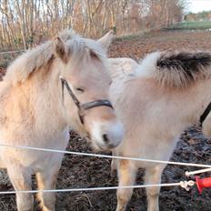 Fjordhest Oblings Belicimo
