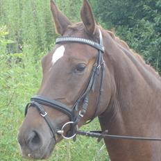 Dansk Varmblod Senorita Rose