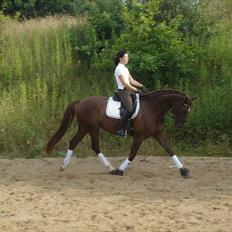 Dansk Varmblod Senorita Rose