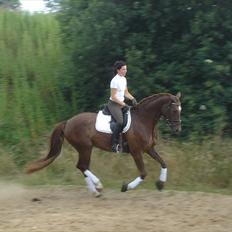 Dansk Varmblod Senorita Rose