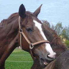 Dansk Varmblod Megs Vanilla