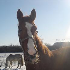 Dansk Varmblod Megs Vanilla