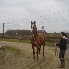 Dansk Varmblod Megs Vanilla