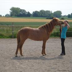 Anden særlig race Frida