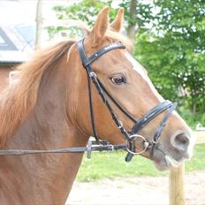 Tysk Sportspony Lilly Rose x-part