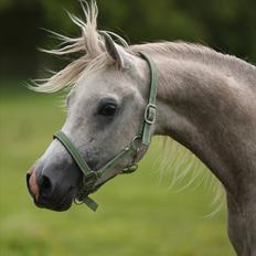 Arabisk fuldblod (OX) Ghadir Ibn Jayyid