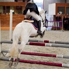 Svensk Sportspony  Any Pirouette