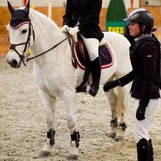 Svensk Sportspony  Any Pirouette