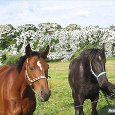 Dansk Varmblod Majbrit *Tøzen* 