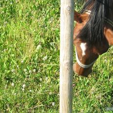 Dansk Varmblod Majbrit *Tøzen* 